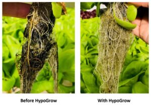 example of plants before and after HypoGrow Nutrient System Blue Earth Products The Science of Safe Water