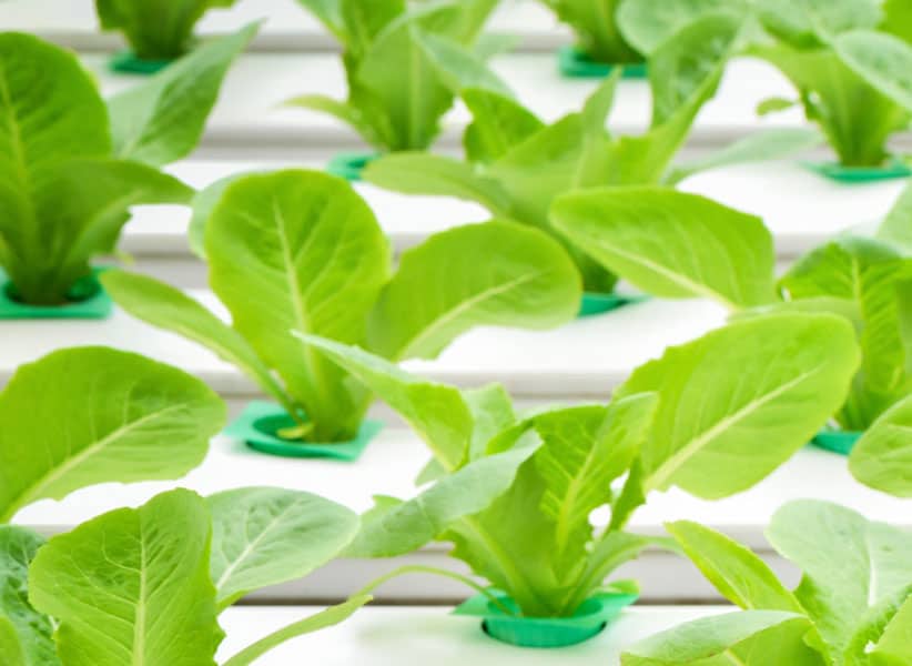 Hero Hydroponics & Agriculture - plants growing with lots of light Blue Earth Products