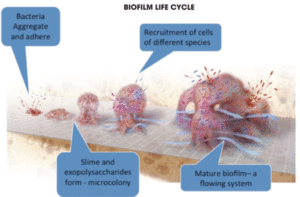 life cycle of biofilm depiction including bacteria buildup Blue Earth Products The Science of Safe Water